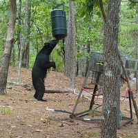Buck Creek Recreational Hunting Ranch Moyers Pushmataha County OK 517 AC images 4