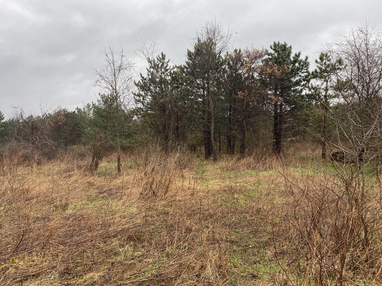 Mt. East Rd. Fayette County 78 Acres Hunting Land for Sale
