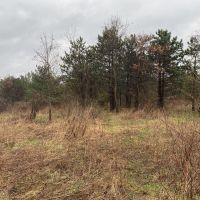 Mt. East Rd. Fayette County - 78 Acres