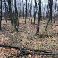 Mt. East Rd. Fayette County - 78 Acres images 4