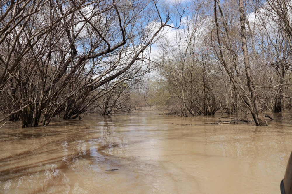 505 - Acres L Anguille River Flooded Timber Farmland featured image