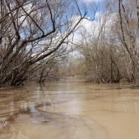 505 - Acres L Anguille River Flooded Timber Farmland