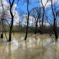 505 - Acres L Anguille River Flooded Timber Farmland images 2