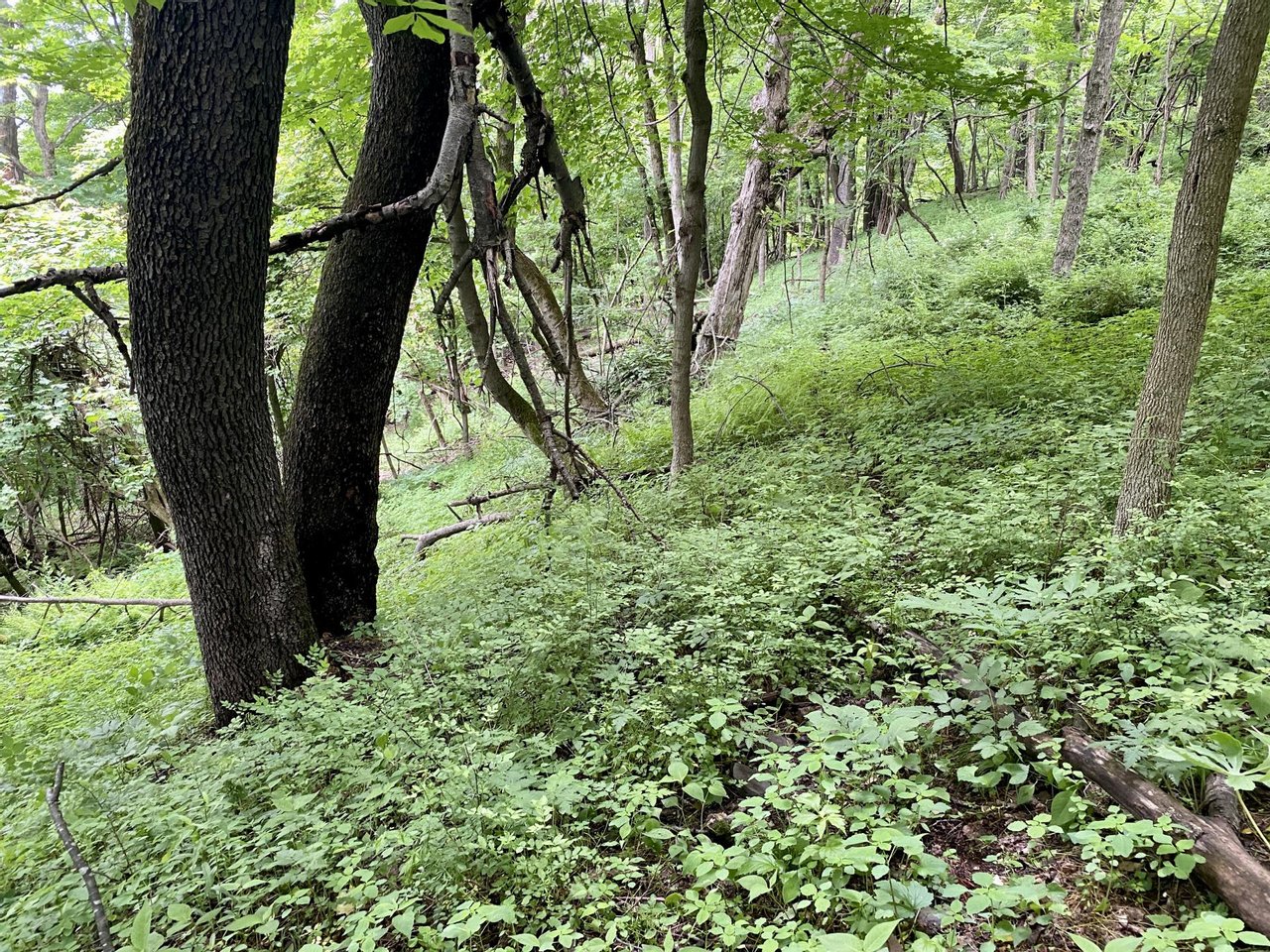 Mountain Rd. Somerset PA Hunting Land for Sale