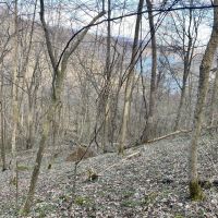 Youghiogheny Lake - 44 acres images 2