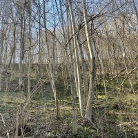 Youghiogheny Lake - 44 acres images 4