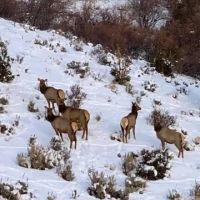 Yarmony Mountain Hunting Ranch images 3