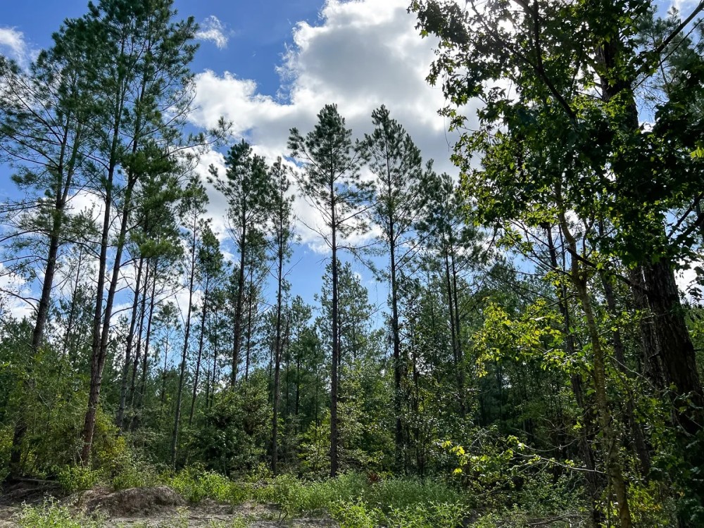 75 Acres T-4 CR 364 featured image