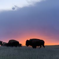 Beaver Creek Homestead