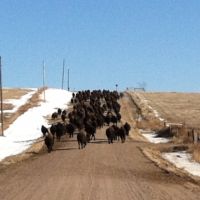 Beaver Creek Homestead images 2