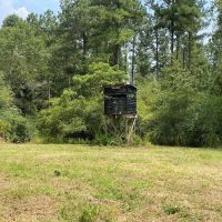 142 Acres Hunting Timberland Land for Sale Southwest MS images 4
