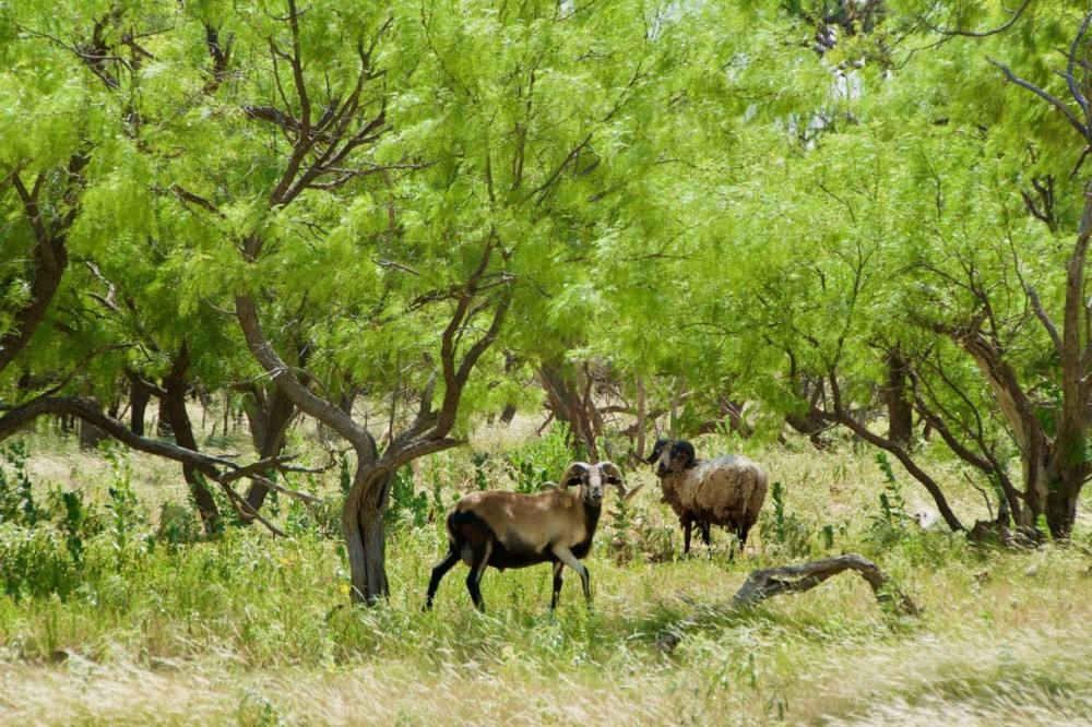 Diamond C Bow Hunting Ranch featured image