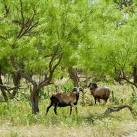 Diamond C Bow Hunting Ranch