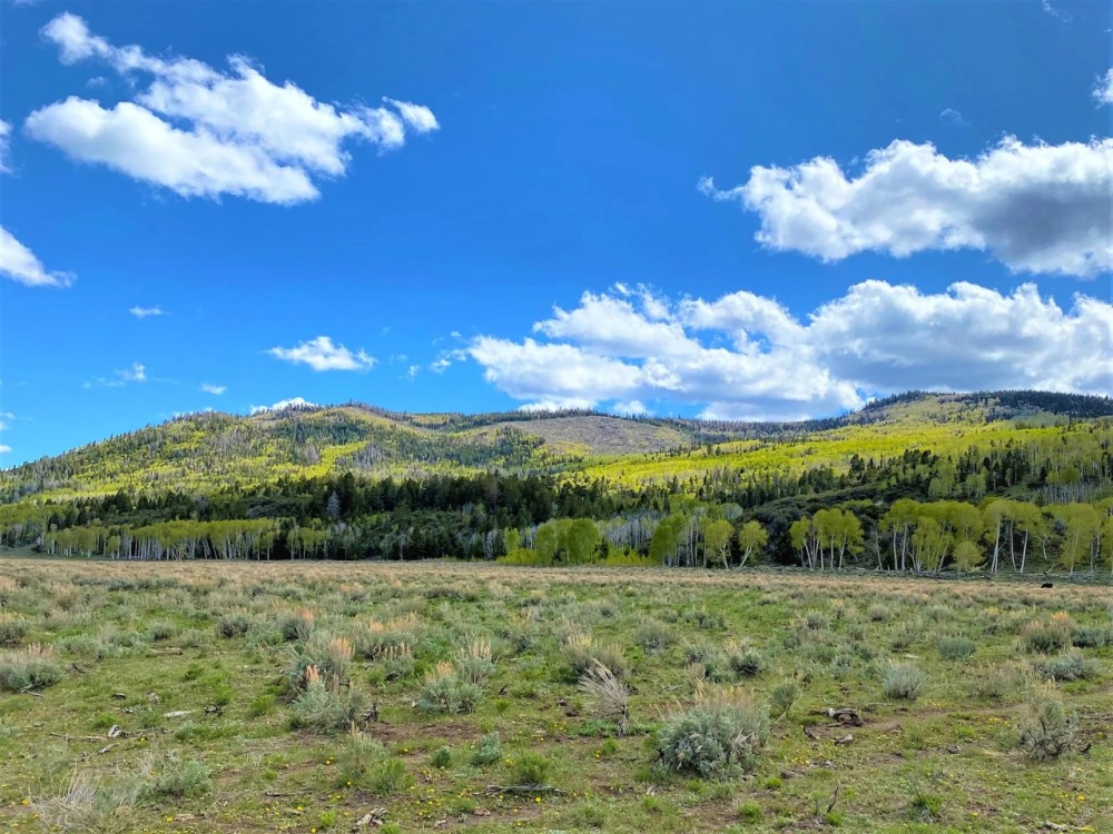 Annabella Land Cattle featured image