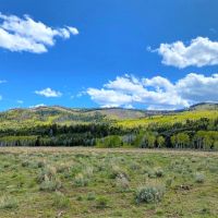 Annabella Land Cattle