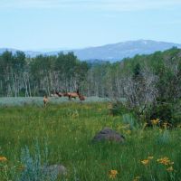 Annabella Land Cattle images 4