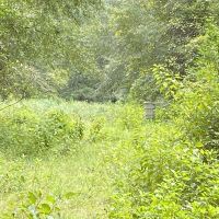 MS - Marion 9 acres - images 2