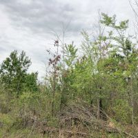 235 Acres Maya 1004 Tract 11 images 5