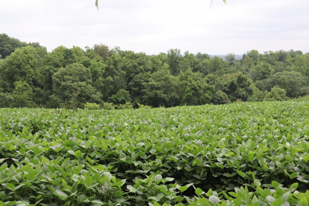 285 Acres Tillable Ground with Road and River Frontage Hunting Land