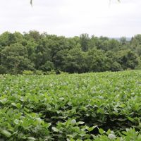 285 Acres Tillable Ground with Road and River Frontage