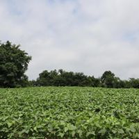 285 Acres Tillable Ground with Road and River Frontage images 3