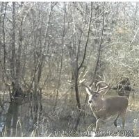 Big Black River - 93 Acres Montgomery County MS images 2