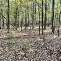 8.3 Acres Residential Land Lot for Sale in Clinton MS images 3