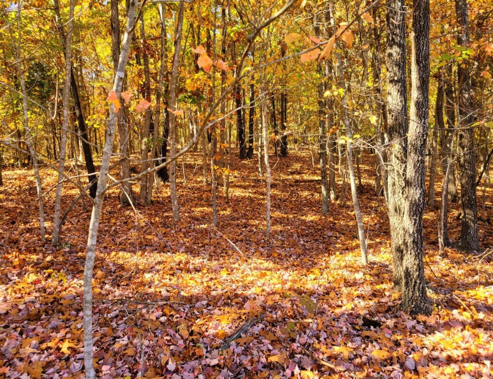 Rolling Hills 10-acre tract featured image