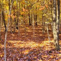 Rolling Hills 10-acre tract