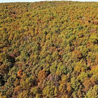 Rolling Hills 10-acre tract images 4