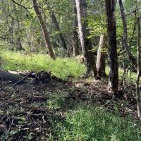 Repp Rd. Plum Boro - 13.5 acres images 3