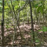 32.9 Acres in Covington County in Collins MS images 3