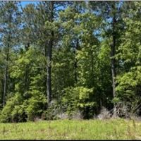 32.9 Acres in Covington County in Collins MS images 4