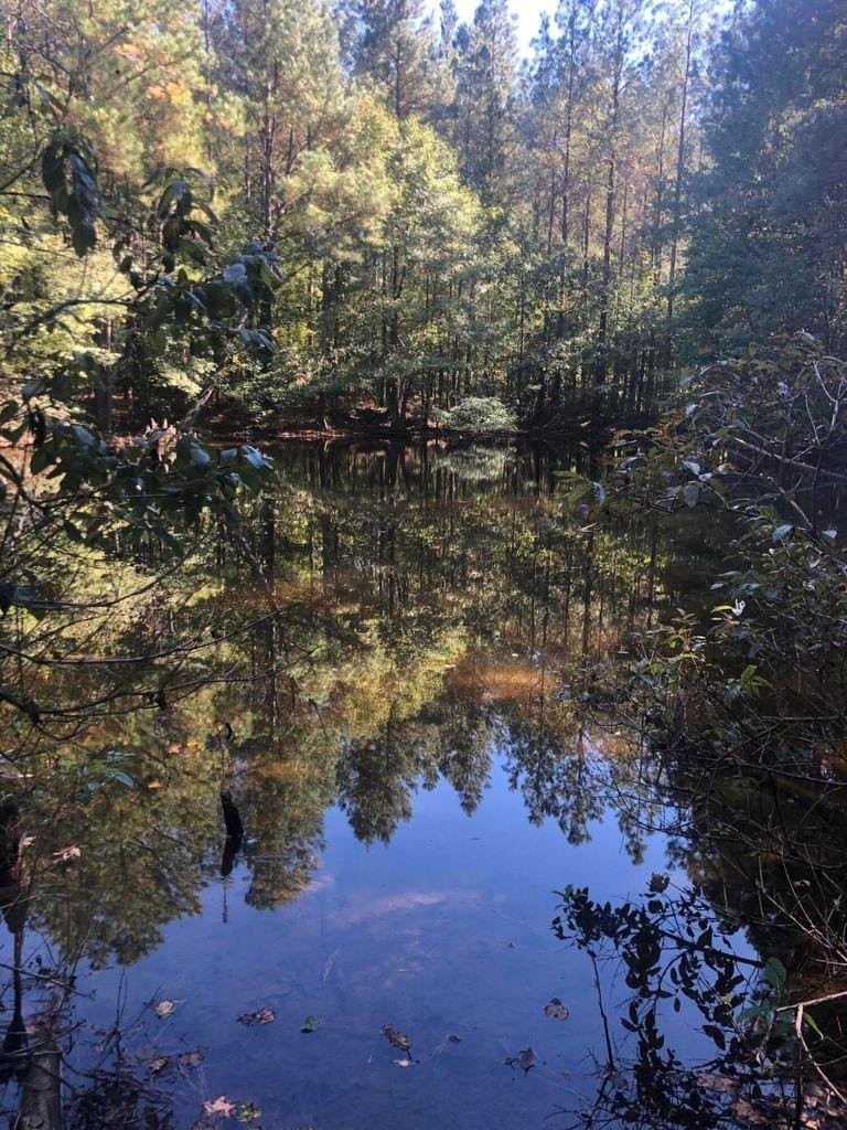 Timber Recreational Hunting Property for Sale Choctaw Co MS featured image