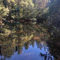 Timber Recreational Hunting Property for Sale Choctaw Co MS