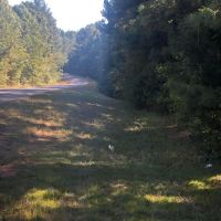Timber Recreational Hunting Property for Sale Choctaw Co MS images 2