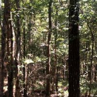 Timber Recreational Hunting Property for Sale Choctaw Co MS images 4