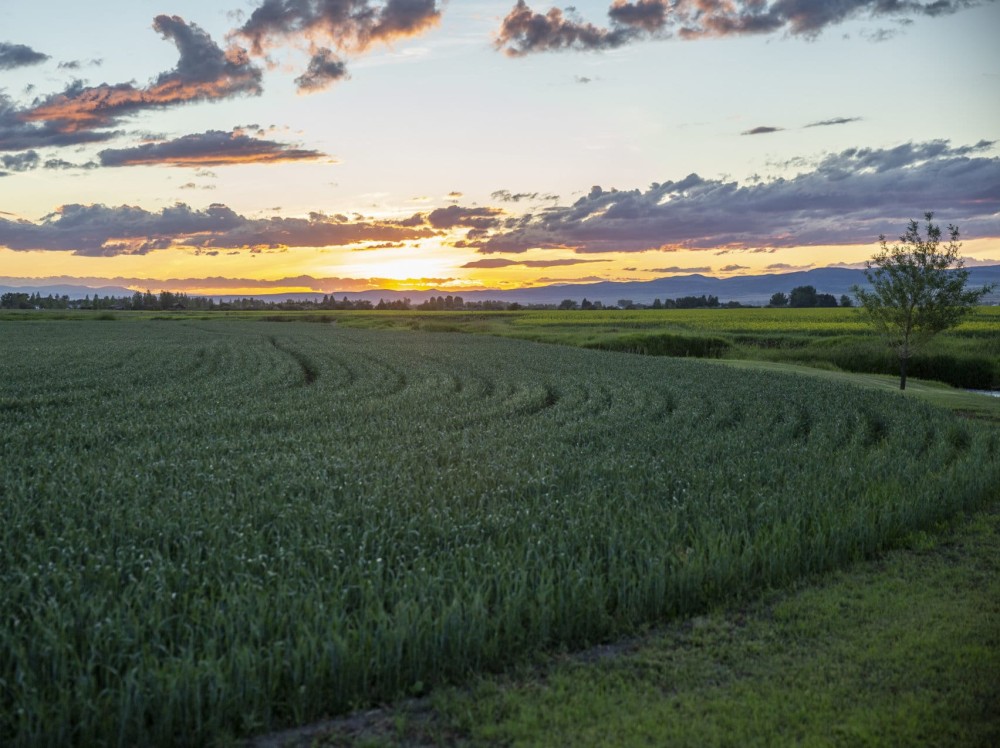 Spring Family Farm featured image