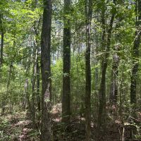 LA - Lincoln 36 acres - images 4