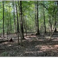 52 Acres in Lauderdale County in Meridian MS images 3