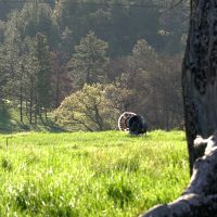 Cook Mountain Hunting Ranch images 3