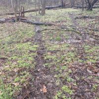 Perry Rd. Washington County - 17 acres images 2