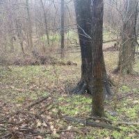 Perry Rd. Washington County - 17 acres images 4