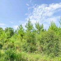 38 Acres T-6 Indian Springs images 3