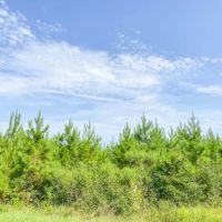 38 Acres T-6 Indian Springs images 4