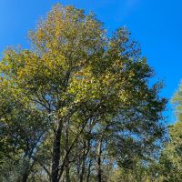581 Acres Devers Forest
