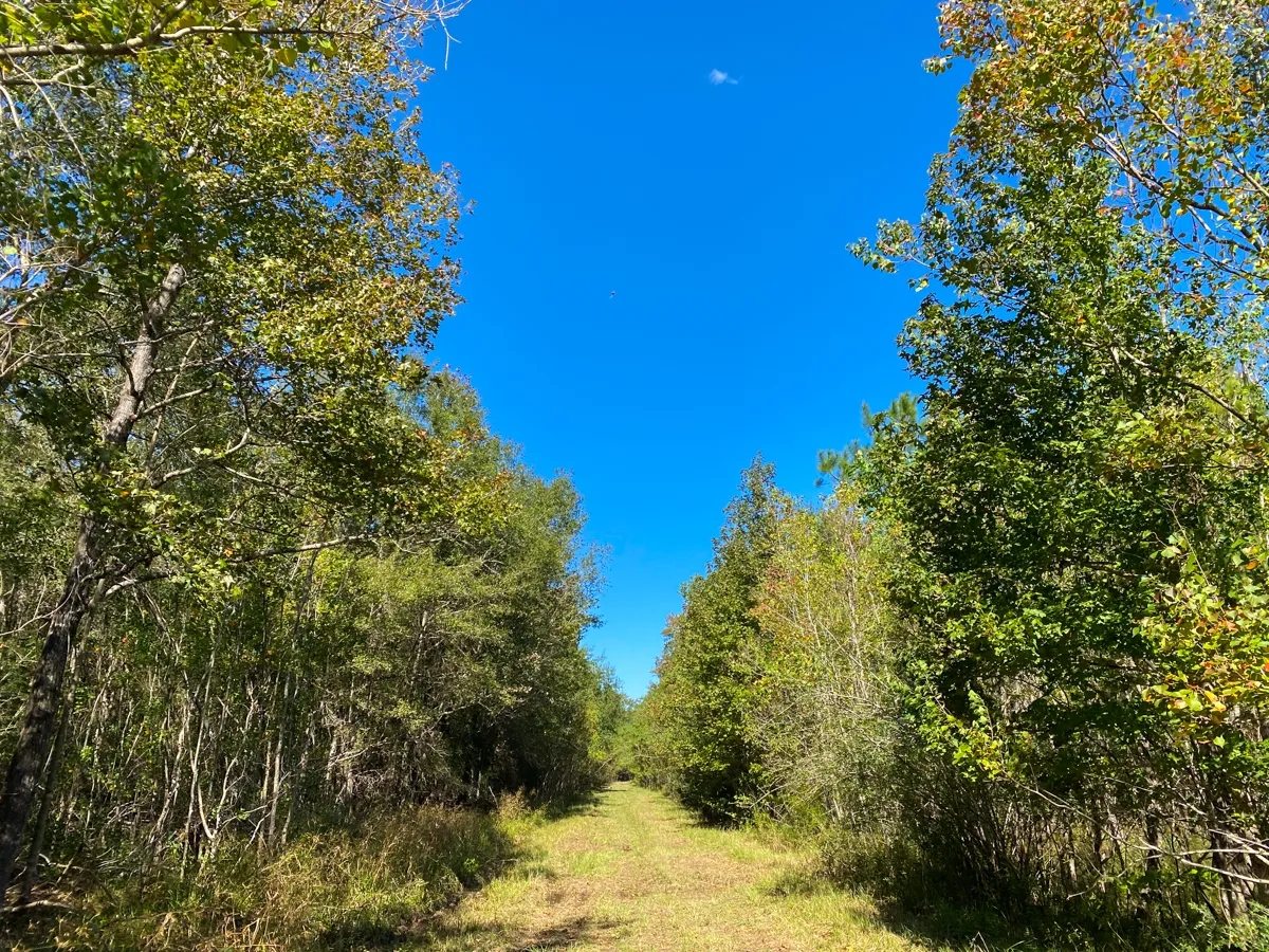 581 Acres Devers Forest Hunting Land for Sale