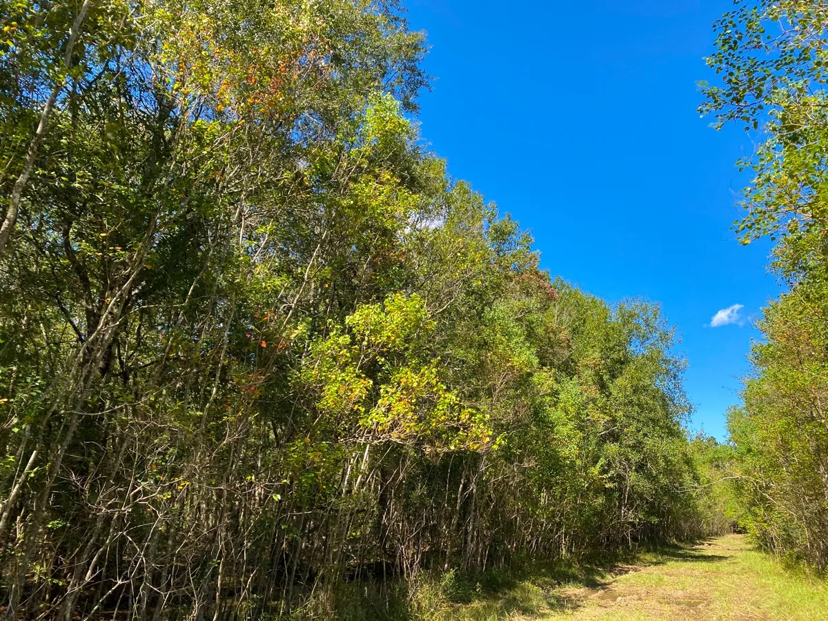 581 Acres Devers Forest Hunting Land for Sale