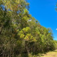 581 Acres Devers Forest images 4
