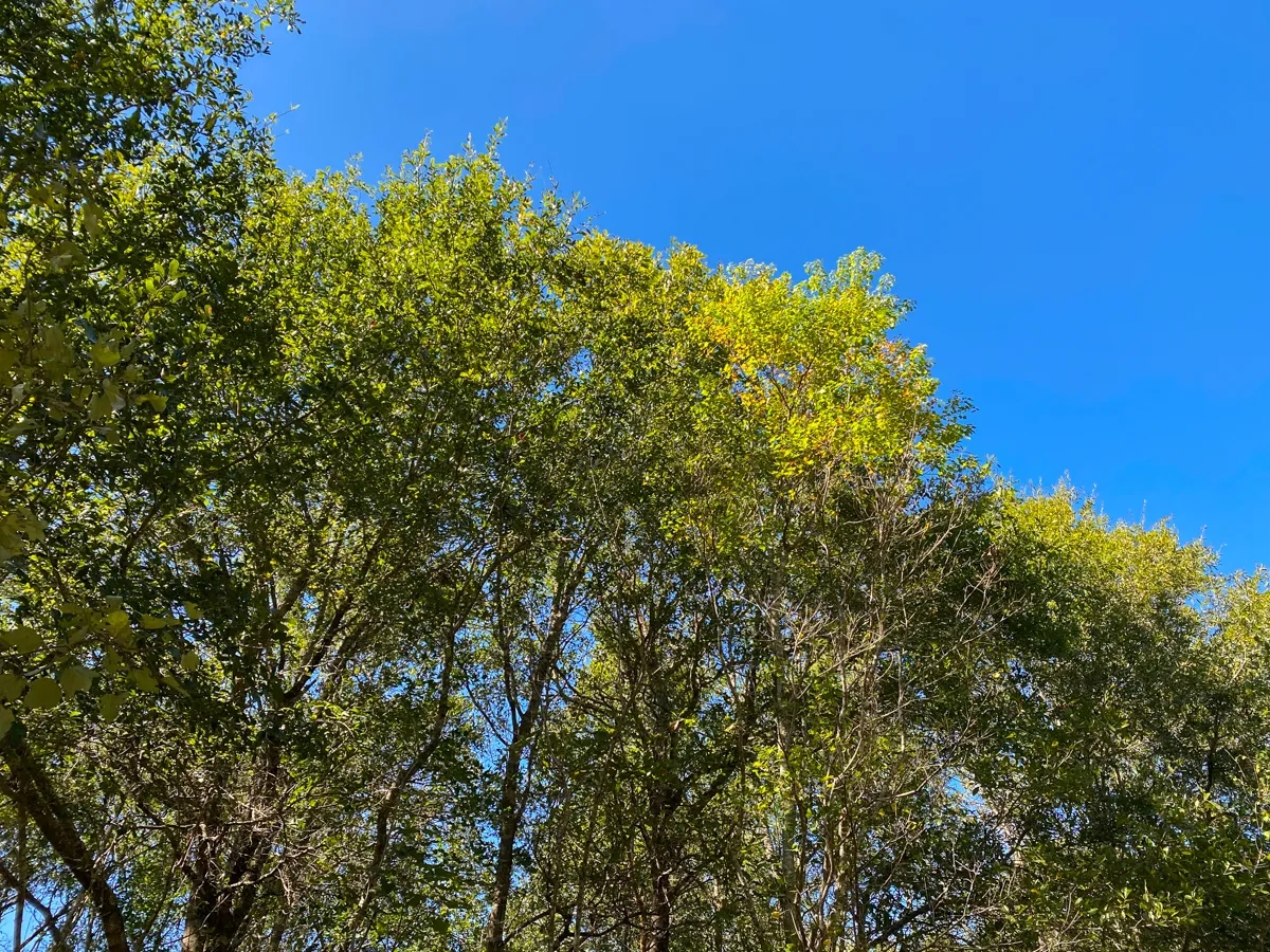 581 Acres Devers Forest Hunting Land for Sale